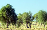 Prosopis Cineraria
